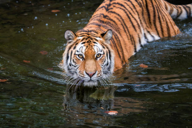 istock Majestic Journey: Siberian Tiger Wading Through Shallow Water 2168138550