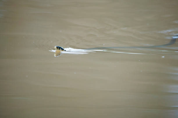 Observe the elegant glide of a European grass snake as it swims gracefully on the surface of a tranquil lake. This fascinating reptile, known for its striking coloration and aquatic habits, showcases the beauty of wildlife in its natural habitat. Captured in stunning detail, this photograph highlights the serene environment and invites viewers to appreciate the importance of conservation efforts to protect these remarkable creatures and their ecosystems.