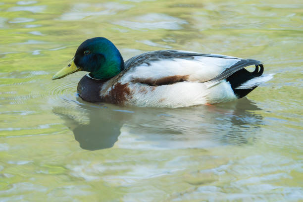 istock Regal Presence: Male Mallard Duck on a Lake 2168138701