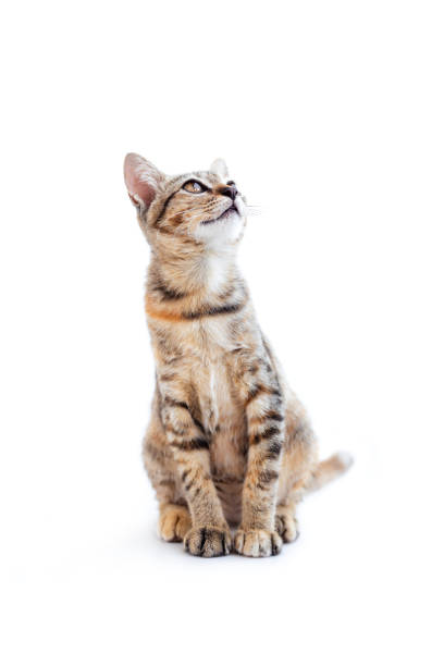 istock Brown tabby cat isolated on white background, Tabby cat 2168141175