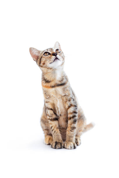 istock Brown tabby cat isolated on white background, Tabby cat 2168141260