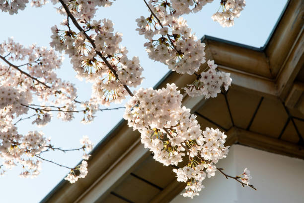 istock Low-angle view of the cherry blossoms agains the eaves 2168147826