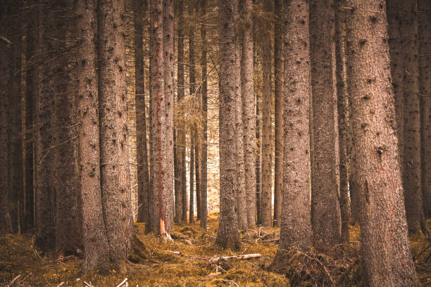 view of Paneveggio forest