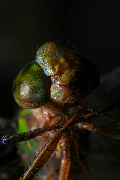 istock Ultra Macro of a dragonfly 2168149004