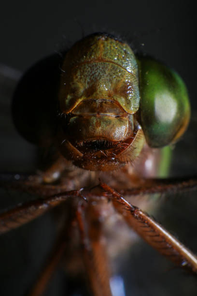 istock Ultra Macro of a dragonfly 2168149027