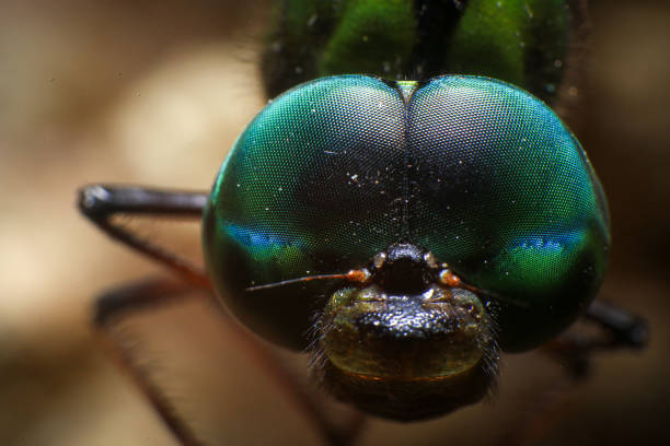istock Ultra Macro of a dragonfly 2168149035