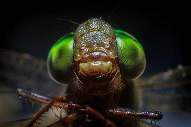 istock Ultra Macro of a dragonfly 2168149055