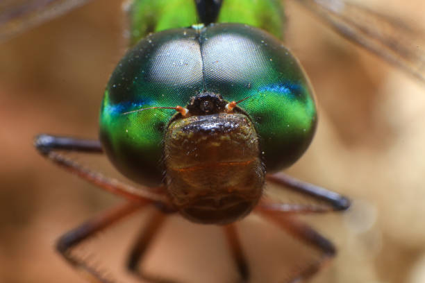 istock Ultra Macro of a dragonfly 2168149133