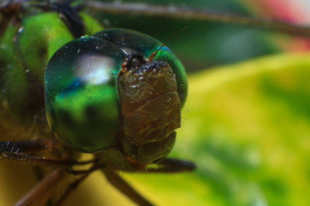 Ultra Macro of a dragonfly