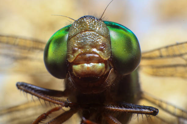 istock Ultra Macro of a dragonfly 2168149156
