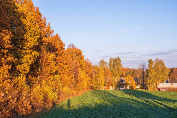 Autumn forest edge at a field in the countryside