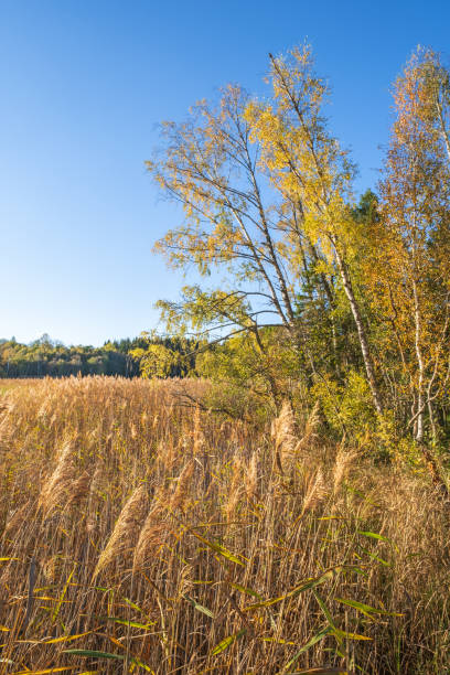 istock Beautiful autumn colors on the trees by a reed bed 2168149485