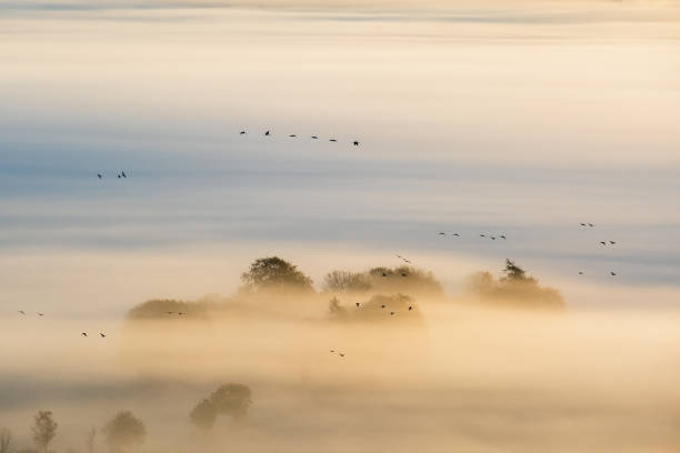 istock Bird migration at a misty sunrise 2168149581