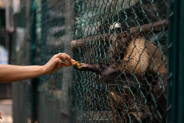 Monkey feeding by a human hand, through a wire cage in the zoo