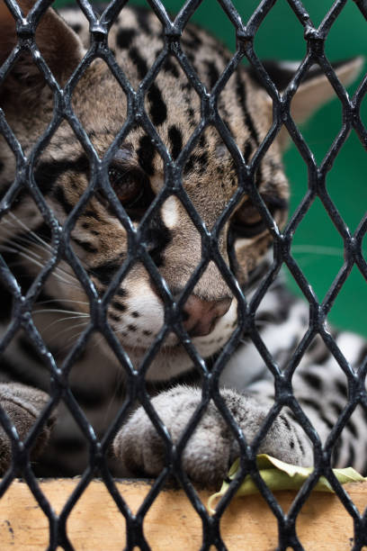 A sad ocelot, locked in the zoo, looking through the metal bars of its cage, expressing the captivity and illegal hunting of wild animals