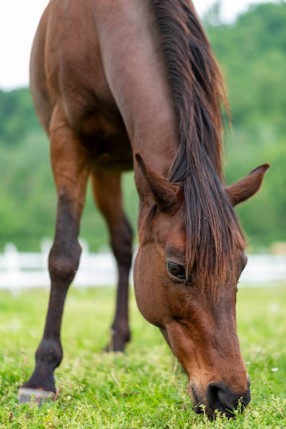 istock A horse in a meadow. 2168151080