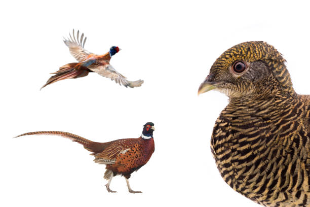 Male pheasant in the countryside