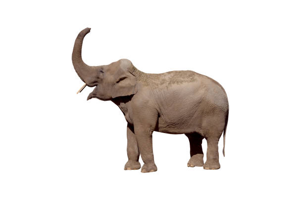 asian elephant with raised trunk  filmed in a zoo in their natural habitat isolated on white background