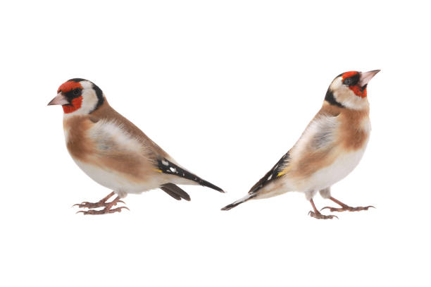 Goldfinch perched on a branch, rear view, Durham, UK