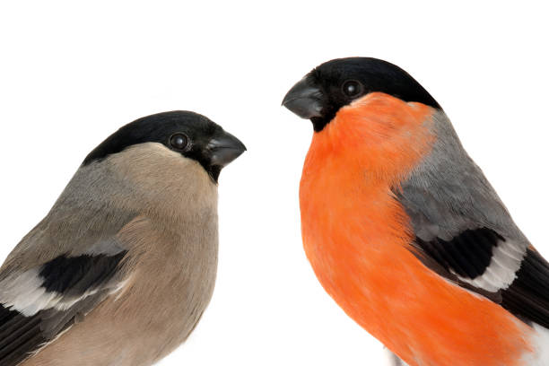 istock male and female bullfinch 2168155659