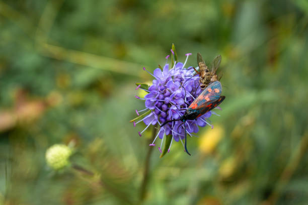 Insects on a purple flower