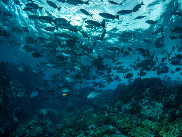 istock Schooling Fish in Lord Howe Island Marine Park 2168158227
