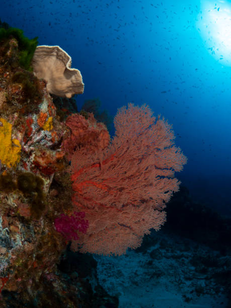 istock Red Fan Coral, Lord Howe Island 2168158256