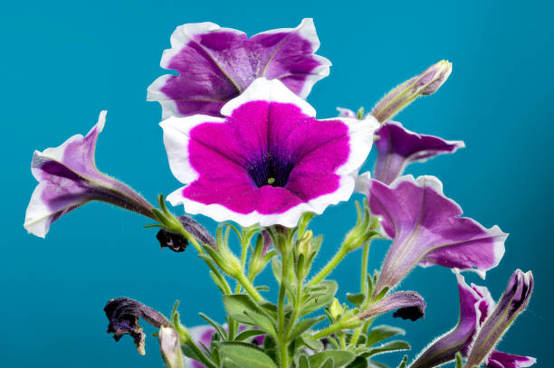 istock Blooming purple Petunia on a blue background 2168159067