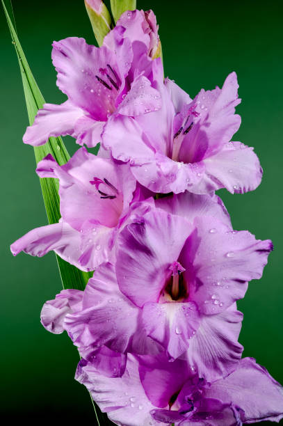 istock Blooming pink gladiolus on a green background 2168159070