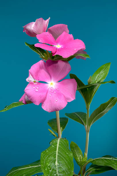 istock Blooming pink Catharanthus on a blue background 2168159089