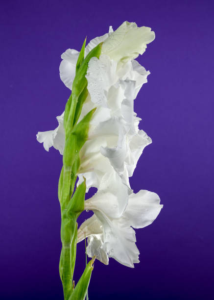 gladiolus macro