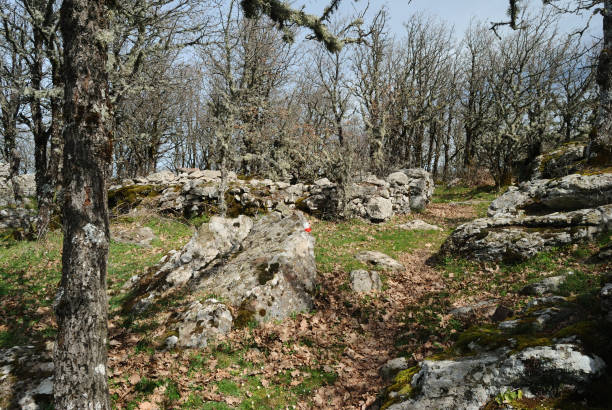 istock Veduta dei boschi di Punta Palai 2168159770