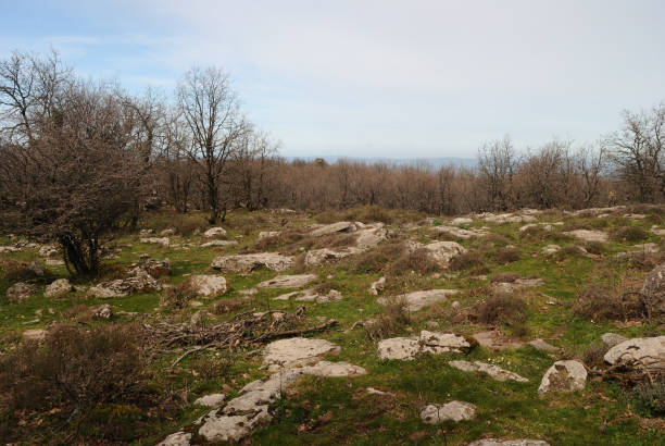istock Veduta dei boschi di Punta Palai 2168159807