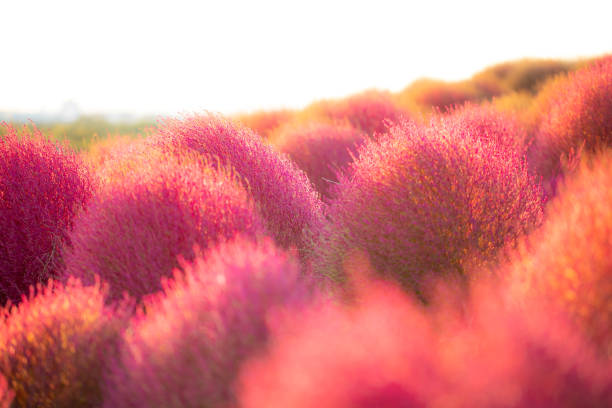 Hitachi Seaside Park: Kochia dyed in the sunset