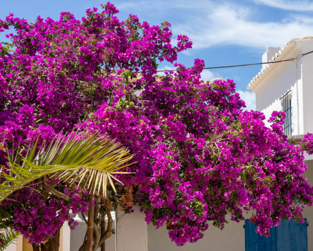 istock Bougainvillea in Sant Francesc Xavier, Formentera. 2168160358
