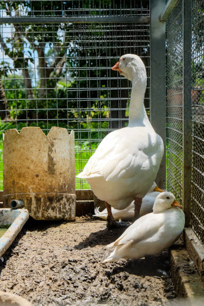 istock White geese in a cage on a farm 2168160815