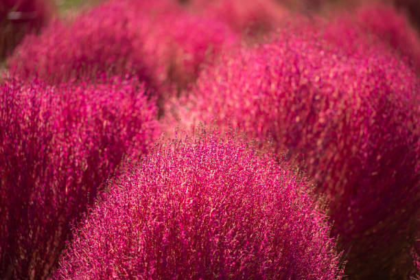 istock Autumn leaves of kochia 2168161009