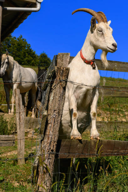A proud white billy goat standing tall, looking sideways into the distance, perched on a wooden fence rail, with a defiant yet serene demeanor in the foreground. Behind, a couple of horses observe the scene from the stable, with fencing rails and the deep blue sky of a summer afternoon in the background