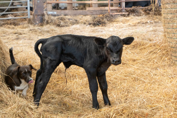 A new born calf stands up for the first time