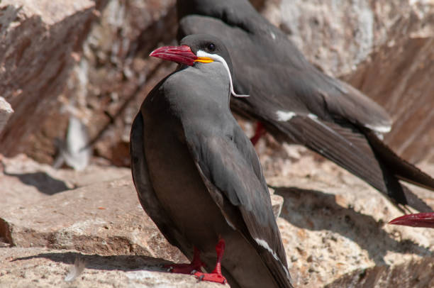 Photo of inca tern, Larosterna inca, from paracas reserve, Peru. Fotografía de charrán inca, Larosterna inca, de la reserva de Paracas, Perú.