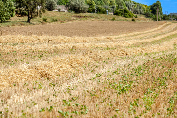 farmer's field in wheat and sheep against forest background. High quality photo