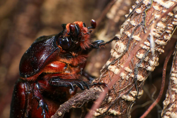 rhinoceros beetle on the tree in the forest. macro
