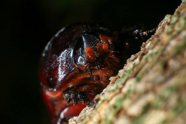 rhinoceros beetle on the tree in the forest. macro