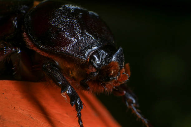 rhinoceros beetle on the tree in the forest. macro