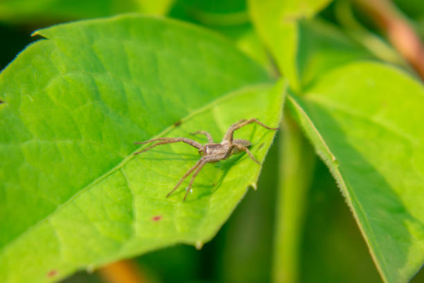 istock spider sitting on a green leaf in the garden 2168172413