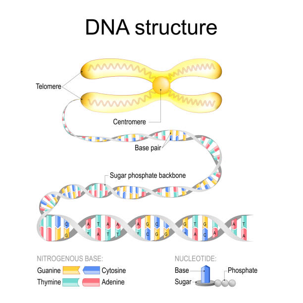 DNA structure. Close-up of Chromosome with Centromere and Telomeres DNA structure. Close-up of Chromosome with Centromere and Telomeres. DNA Double helix with Sugar phosphate backbone and Base pairs. Magnified of Nucleotide with Sugar, Phosphate, Base; and Nitrogenous base with Guanine, Cytosine, Thymine, Adenine. Schematic diagram. Detailed vector illustration dna nucleotide stock illustrations