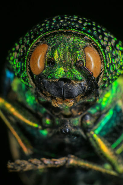 istock Macro shot of a green beetle on a dark background 2168177820