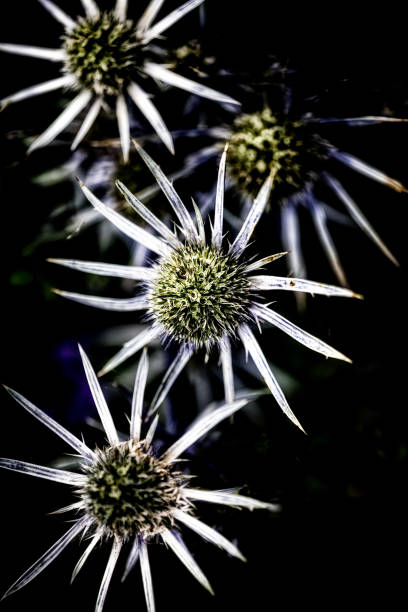 Thistles In The Flower Borders At Hidcote Manor