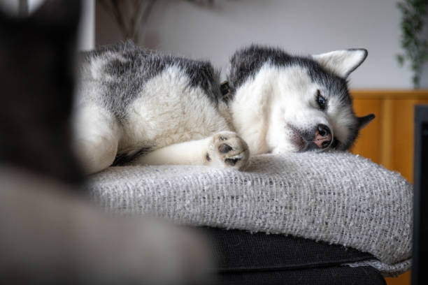 istock Domestic husky dog is lying on the sofa. 2168178877