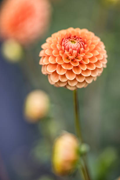 istock Dahlia's In Full Bloom At Dahlia Beach 2168178927